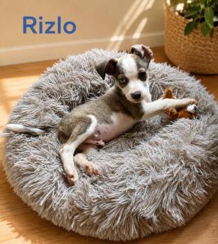 Rizlo -  Cattle Dog Dog for Adoption in Toms River, New Jersey - Rizlo | PetCurious