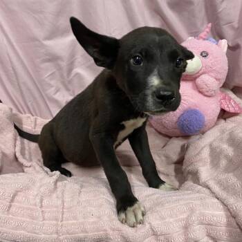 LIMOS -  Border Collie and Mixed Breed Dog for Adoption in Modesto, California - LIMOS | PetCurious
