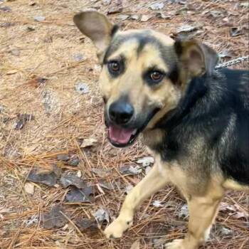 Shepherd Dogs Available for Adoption in Manhasset, New York - Dylan | PetCurious