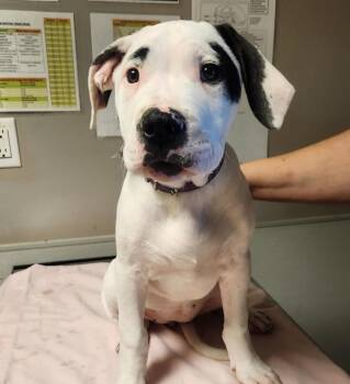 Dogo Argentino and Pit Bull Terrier Dogs Available for Adoption - Iguazu | PetCurious