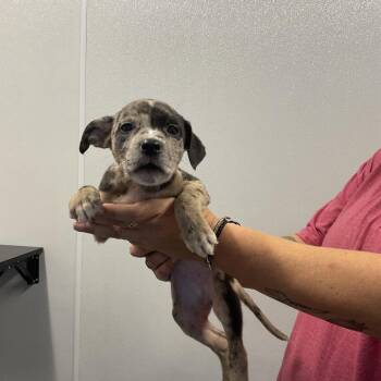 Meadow -  Mixed Breed Dog for Adoption in Saint Joseph, Missouri - Meadow | PetCurious