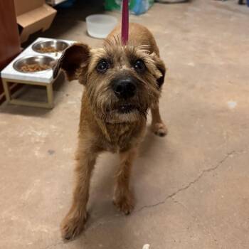 Schnauzer Dogs Available for Adoption in Edinburg, Texas - Sage | PetCurious