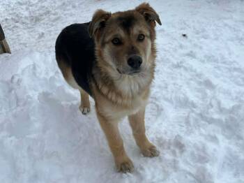 Labrador Retriever and Husky Dogs Available for Adoption in Calgary, Alberta - Roo | PetCurious