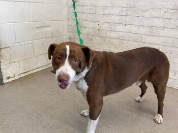 Rescue Pit Bull Terrier Dogs for Adoption in San Bernardino, California - LARRY | PetCurious