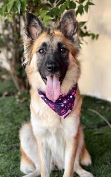 SHILOH -  German Shepherd Dog Dog for Adoption in Bell Gardens, California - SHILOH | PetCurious