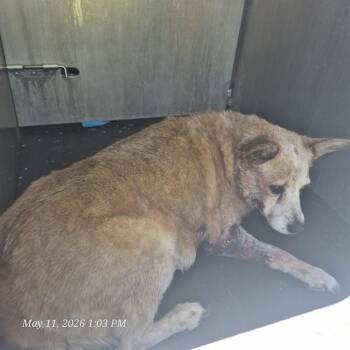 Australian Cattle Dog Blue Heeler Dogs Available for Adoption in San Antonio, Texas - MAMA DOG | PetCurious