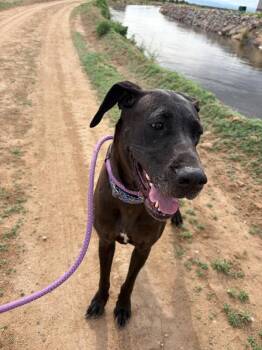 Great Dane Dogs Available for Adoption in Severance, Colorado - Jolene | PetCurious