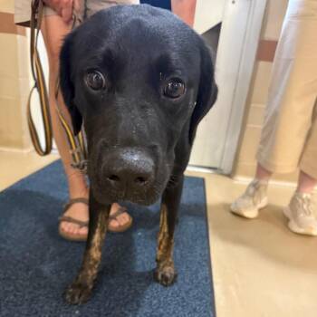 Ralphie -  Mixed Breed Dog for Adoption in Winston-salem, North Carolina - Ralphie | PetCurious