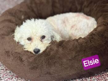 Elsie -  Bichon Frise Dog for Adoption in Wheelersburg, Ohio - Elsie | PetCurious