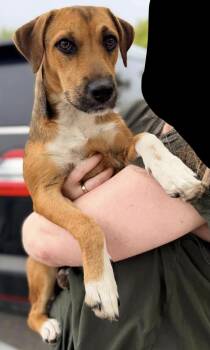 Boots -  Black Mouth Cur and Basset Hound Dog for Adoption in Dripping Springs, Texas - Boots | PetCurious