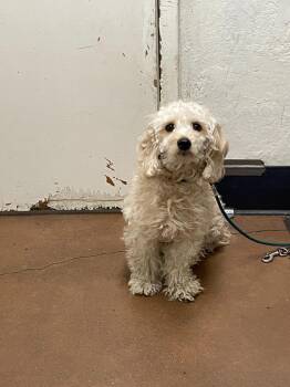 Poodle and Havanese Dogs Available for Adoption - Juno | PetCurious