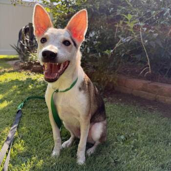 Miko -  Cattle Dog and Mixed Breed Dog for Adoption in Rockville, Maryland - Miko | PetCurious