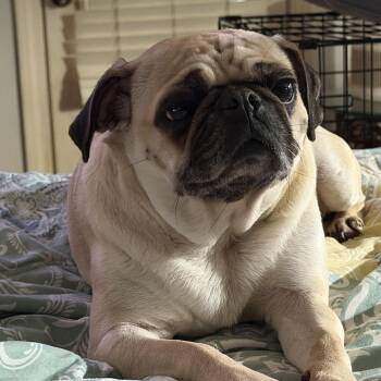 Linda Honey -  Pug Dog for Adoption in Memphis, Tennessee - Linda Honey | PetCurious