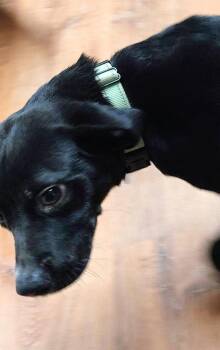 Labrador Retriever Dogs Available for Adoption - Courte | PetCurious