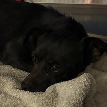 Chihuahua Dogs Available for Adoption in Yuma, Arizona - Frog | PetCurious