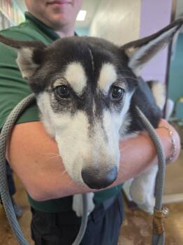 Rescue Husky Dogs for Adoption in New Braunfels, Texas - Thunder (Fiddle) | PetCurious