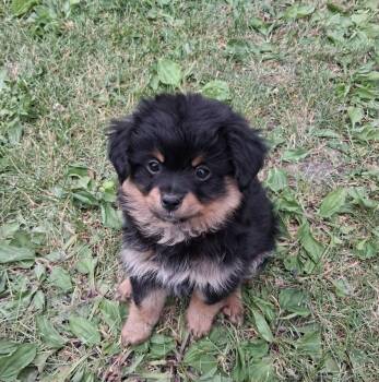 Pepsi -  Pomeranian and Chihuahua Dog for Adoption in Fairmont, Minnesota - Pepsi | PetCurious