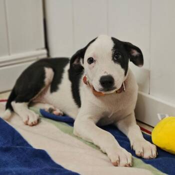 Clarisse La Rue -  Pit Bull Terrier and Black Labrador Retriever Dog for Adoption in Springfield, Missouri - Clarisse La Rue | PetCurious
