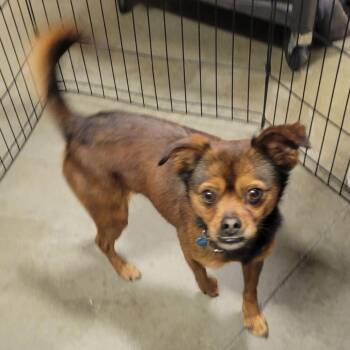 Yogi -  Pug and Chihuahua Dog for Adoption in Bismarck, North Dakota - Yogi | PetCurious