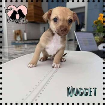 Rescue Chihuahua Dogs for Adoption in Gilbert, Arizona - Nugget | PetCurious