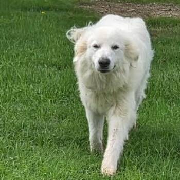 Great Pyrenees Dogs Available for Adoption in Springtown, Texas - Bella | PetCurious