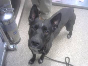 Australian Cattle Dog Blue Heeler and Labrador Retriever Dogs Available for Adoption in Albuquerque, New Mexico - BUSTER | PetCurious