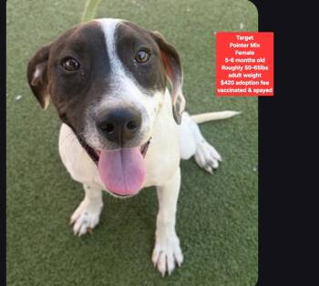 Target -  Pointer Dog for Adoption in Oviedo, Florida - Target | PetCurious