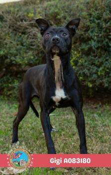 Gigi -  Staffordshire Bull Terrier Dog for Adoption in Mobile, Alabama - Gigi | PetCurious