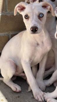 Siljan -  Australian Cattle Dog Blue Heeler and Labrador Retriever Dog for Adoption in Fort Lupton, Colorado - Siljan | PetCurious