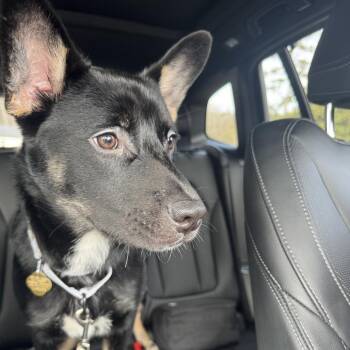 Shepherd Dogs Available for Adoption - CT Kash | PetCurious