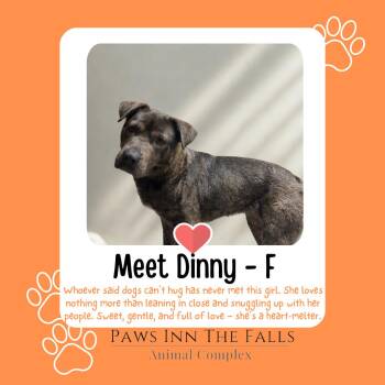 Dinny -  Pit Bull Terrier and Shepherd Dog for Adoption in Niagara Falls, New York - Dinny | PetCurious