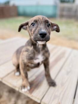 Ruby pup1 (Amber) -  German Shepherd Dog Dog for Adoption in Muskegon, Michigan - Ruby Pup1 (Amber) | PetCurious