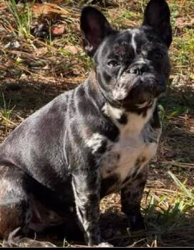 French Bulldog Dogs Available for Adoption - Luna | PetCurious