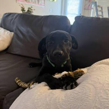 Black Labrador Retriever Dogs Available for Adoption in Harrisonburg, Virginia - Cleo | PetCurious