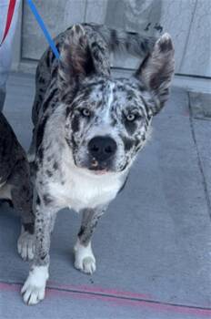 Mixed Breed Dogs Available for Adoption - GALAXY | PetCurious