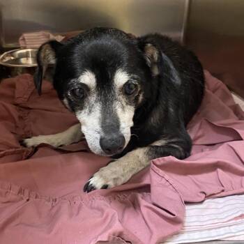 WAGS-Stray-22250 -  Chihuahua Dog for Adoption in Westminster, California - WAGS-Stray-22250 | PetCurious
