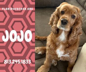 Cocker Spaniel Dogs Available for Adoption in Land O