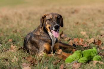 Bronco -  Catahoula Leopard Dog and Black Labrador Retriever Dog for Adoption in Okolona, Mississippi - Bronco | PetCurious