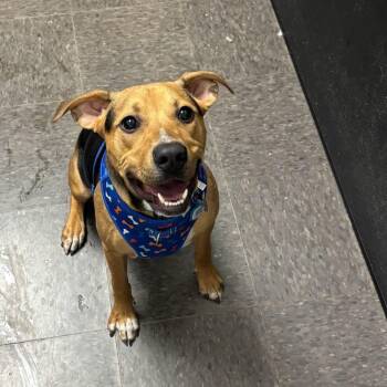 Rescue Mixed Breed Dogs for Adoption in Homewood, Illinois - Cooper | PetCurious