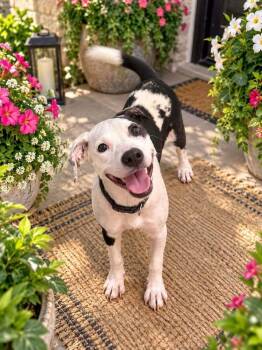 Navy -  Border Collie Dog for Adoption in Longview, Texas - Navy | PetCurious