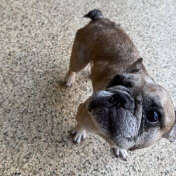 Sable Lii -  French Bulldog Dog for Adoption in Houston, Texas - Sable Lii | PetCurious