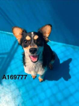 Bubbling Over -  Chihuahua and Mixed Breed Dog for Adoption in Calgary, Alberta - Bubbling Over | PetCurious