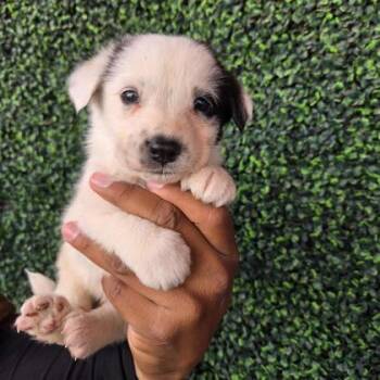 Australian Cattle Dog Blue Heeler and Mixed Breed Dogs Available for Adoption in El Paso, Texas - 60790276 | PetCurious