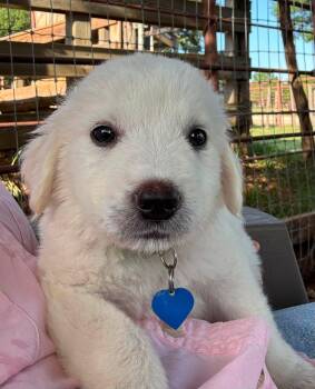 Peter -  Great Pyrenees Dog for Adoption in Fort Worth, Texas - Peter | PetCurious