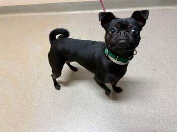 Pug and Chihuahua Dogs Available for Adoption in Colorado Springs, Colorado - BLAKE | PetCurious