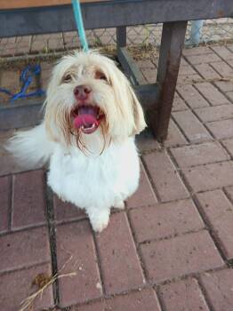 Rescue Shih Tzu Dogs for Adoption in Durango, Colorado - Patches | PetCurious