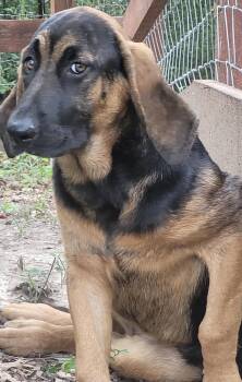 Sally -  Bloodhound Dog for Adoption in Louise, Texas - Sally | PetCurious