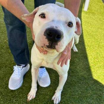 Terrier and Mixed Breed Dogs Available for Adoption in Gastonia, North Carolina - Ghost | PetCurious