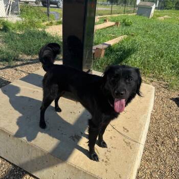 Missy -  Mixed Breed Dog for Adoption in Monticello, Iowa - Missy | PetCurious