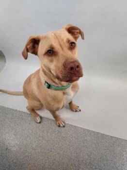 Rescue Labrador Retriever and Mixed Breed Dogs for Adoption in Loveland, Colorado - JADE | PetCurious